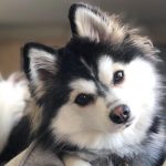 Cute Dog pet