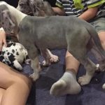 Man playing with cute puppies