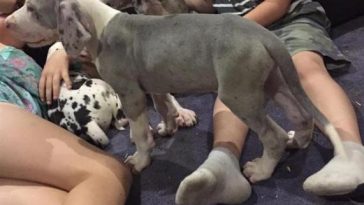 Man playing with cute puppies