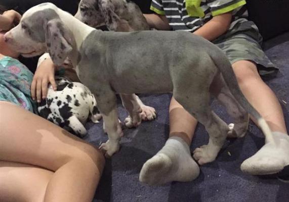 Man playing with cute puppies